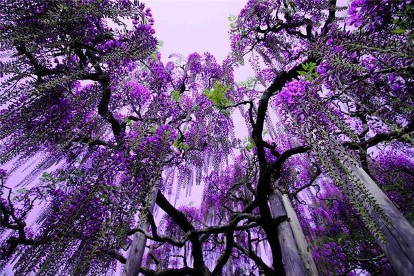 purple tree tops